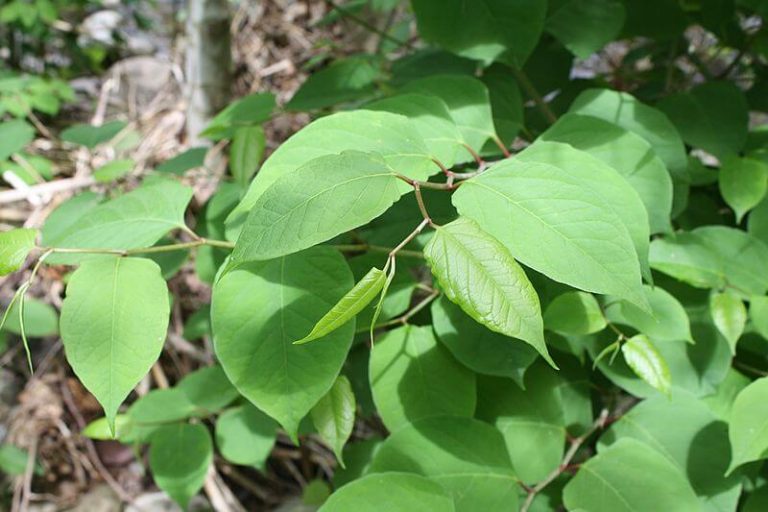 A photo of Japanese Knotweed.